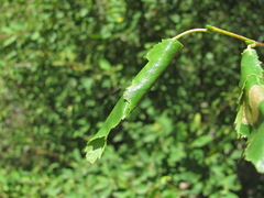 Caloptilia populetorum