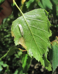 Caloptilia populetorum