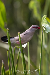 Estrilda troglodytes