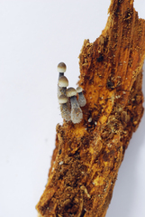 Mycena abramsii