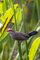 Estrilda troglodytes