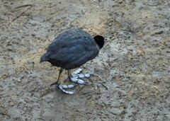 Fulica atra