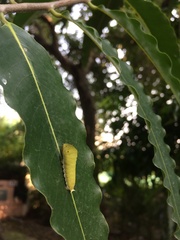 Graphium doson