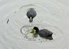 Fulica atra