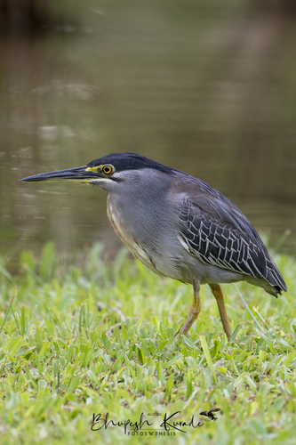 Little Heron