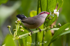 Estrilda troglodytes