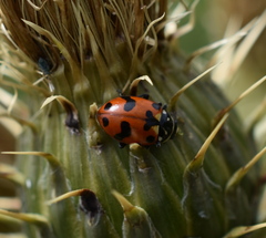 Hippodamia caseyi