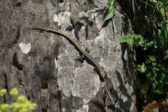 Darevskia daghestanica