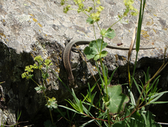 Darevskia daghestanica