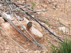 Emberiza godlewskii