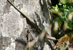 Darevskia daghestanica