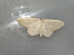 Idaea consanguiberica