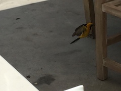 Icterus cucullatus