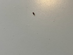 Oryzaephilus surinamensis