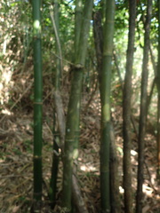 Bambusa oldhamii