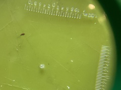 Oryzaephilus surinamensis