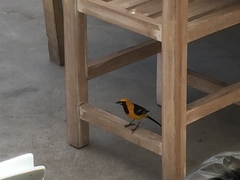 Icterus cucullatus