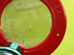 Oryzaephilus surinamensis