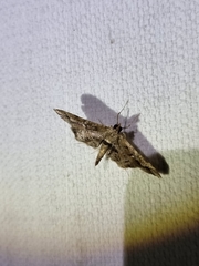 Merodictya marmorata