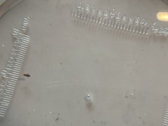 Oryzaephilus surinamensis