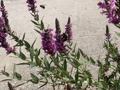 Lythrum salicaria