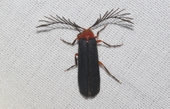 Pterotus obscuripennis
