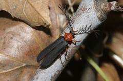 Pterotus obscuripennis