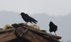 Pyrrhocorax pyrrhocorax