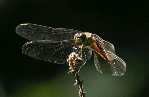 Spotted Darter photo 4