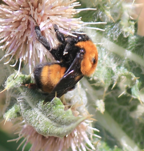 Nevada Bumble Bee