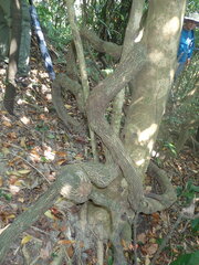 Urceola rosea