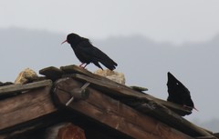 Pyrrhocorax pyrrhocorax