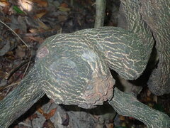 Urceola rosea