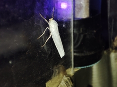 Coscinia chrysocephala