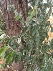 Diospyros mespiliformis
