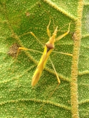 Neogorpis