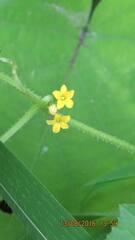 Cucumis maderaspatanus