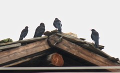 Pyrrhocorax pyrrhocorax