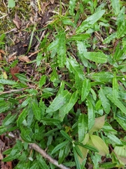 Dryas integrifolia sylvatica