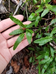 Dryas integrifolia sylvatica