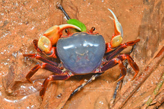 Nanhaipotamon aculatum