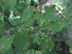 Aceria fraxinicola