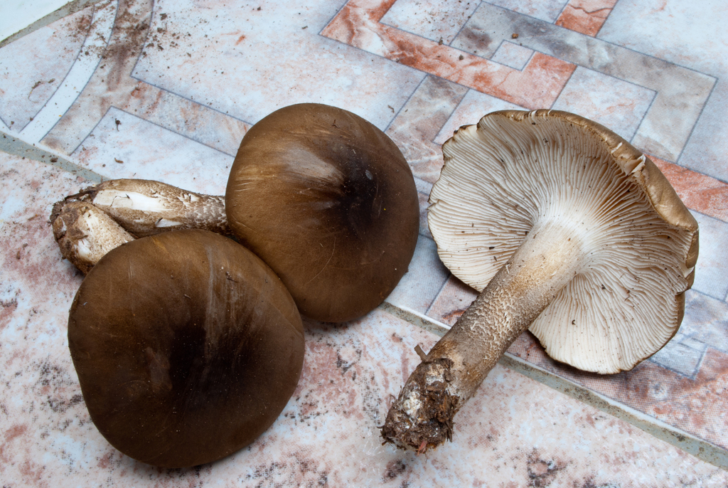 Cantharocybe brunneovelutina