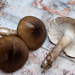 Cantharocybe brunneovelutina - Photo (c) Danny Newman, some rights reserved (CC BY-NC-ND), uploaded by Danny Newman