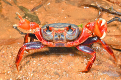 Nanhaipotamon aculatum