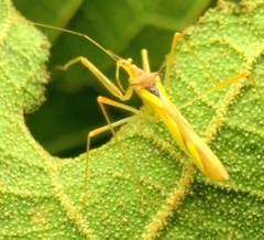 Neogorpis