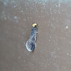 Doleromorpha porphyria