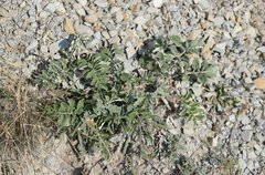 Psephellus declinatus