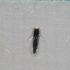 Doleromorpha porphyria