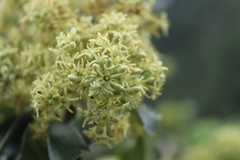 Pittosporum napaulense